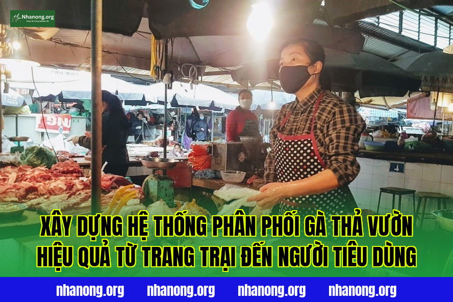 Xây dựng hệ thống phân phối gà thả vườn hiệu quả từ trang trại đến người tiêu dùng