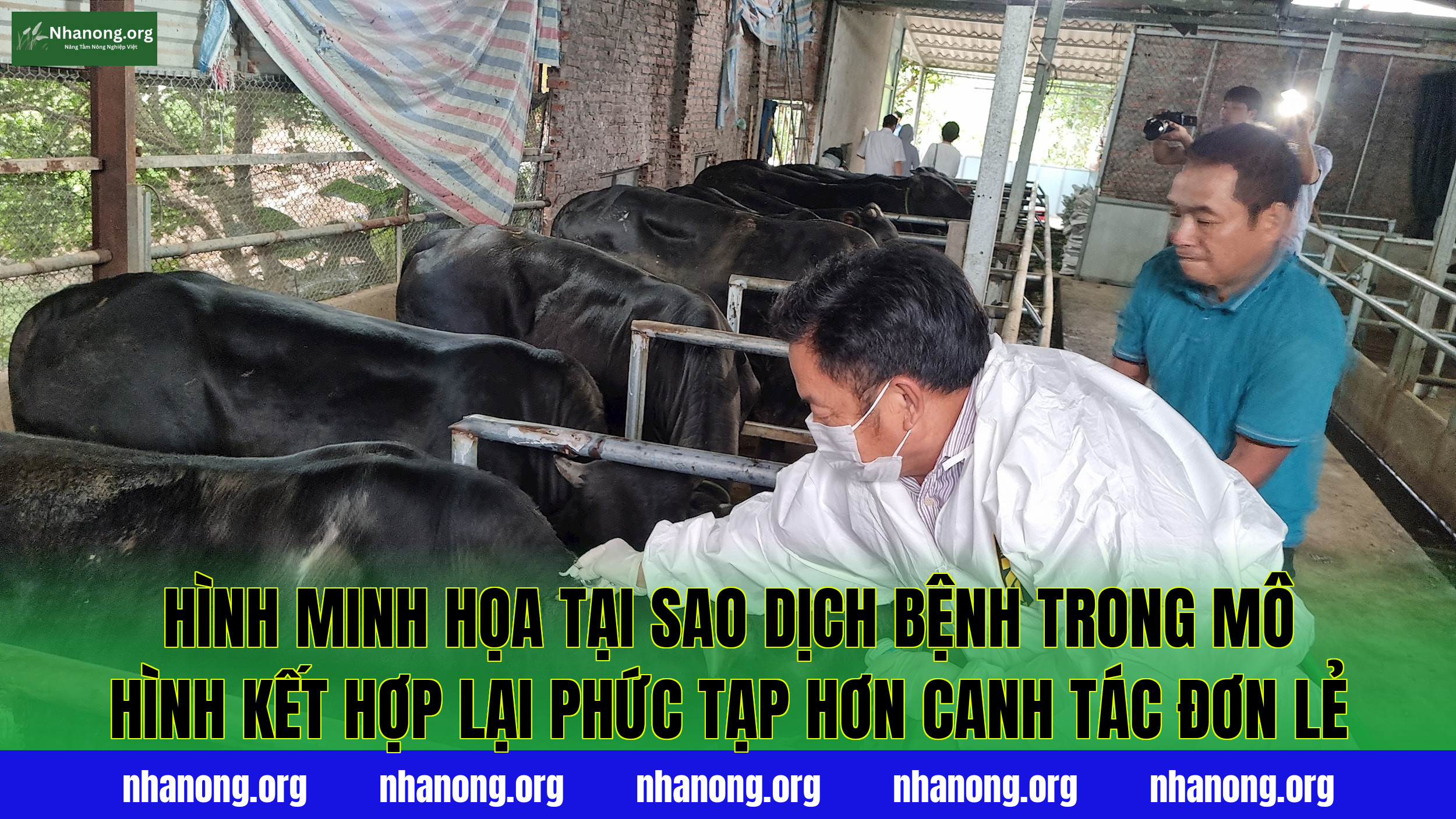 Hình minh họa tại sao dịch bệnh trong mô hình kết hợp lại phức tạp hơn canh tác đơn lẻ