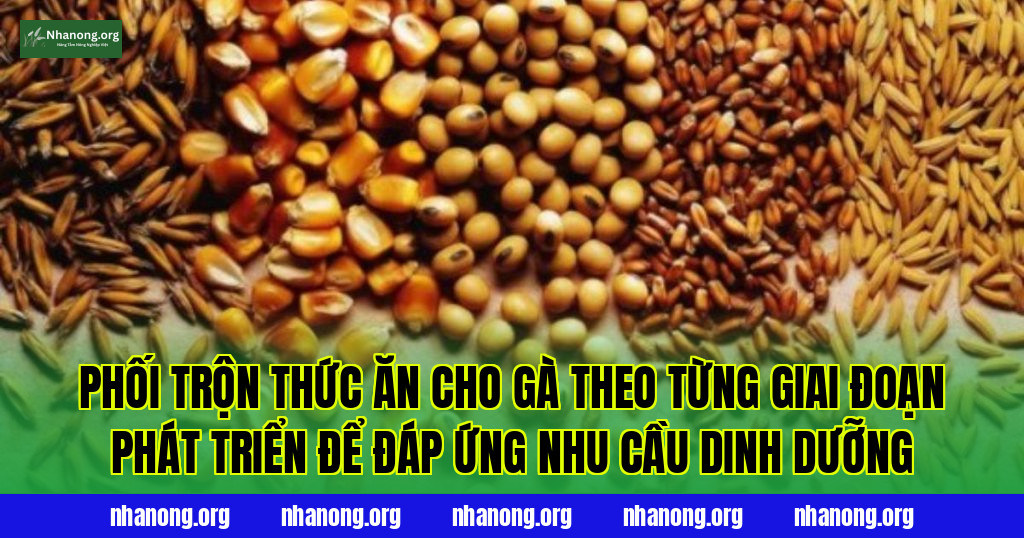 Phối trộn thức ăn cho gà theo từng giai đoạn phát triển để đáp ứng nhu cầu dinh dưỡng