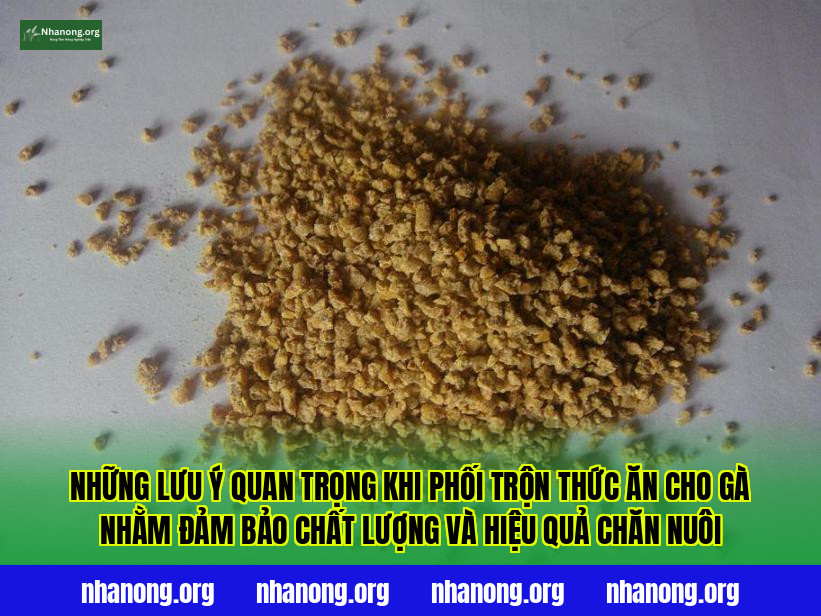 Những lưu ý quan trọng khi phối trộn thức ăn cho gà nhằm đảm bảo chất lượng và hiệu quả chăn nuôi