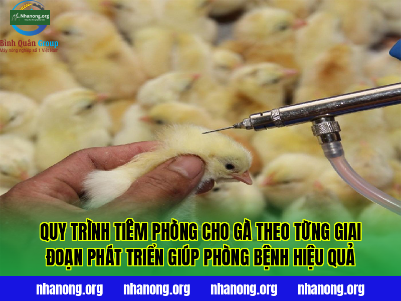 Quy trình tiêm phòng cho gà theo từng giai đoạn phát triển giúp phòng bệnh hiệu quả