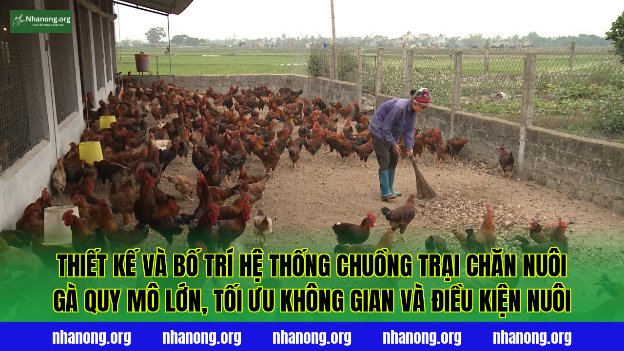Thiết kế và bố trí hệ thống chuồng trại chăn nuôi gà quy mô lớn, tối ưu không gian và điều kiện nuôi