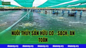 Nuôi Thủy Sản Hữu Cơ – Sạch, An Toàn
