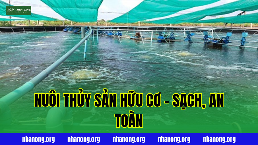 Nuôi Thủy Sản Hữu Cơ – Sạch, An Toàn