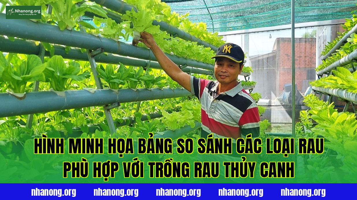 Hình minh họa bảng so sánh các loại rau phù hợp với trồng rau thủy canh