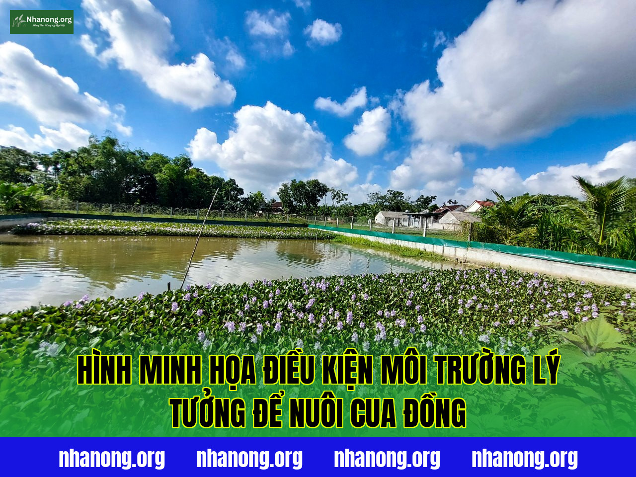 Hình minh họa điều kiện môi trường lý tưởng để nuôi cua đồng