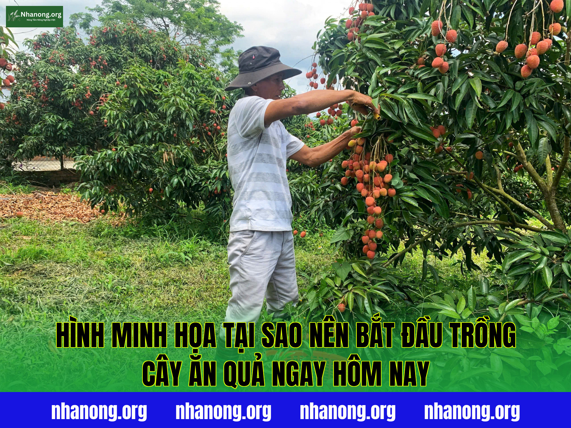 Hình minh họa tại sao nên bắt đầu trồng cây ăn quả ngay hôm nay
