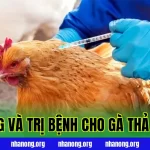 Phòng Và Trị Bệnh Cho Gà Thả Vườn