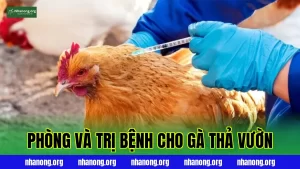 Phòng Và Trị Bệnh Cho Gà Thả Vườn