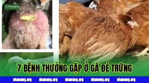 7 Bệnh Thường Gặp Ở Gà Đẻ Trứng