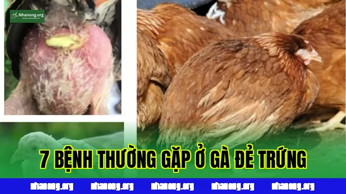 7 Bệnh Thường Gặp Ở Gà Đẻ Trứng