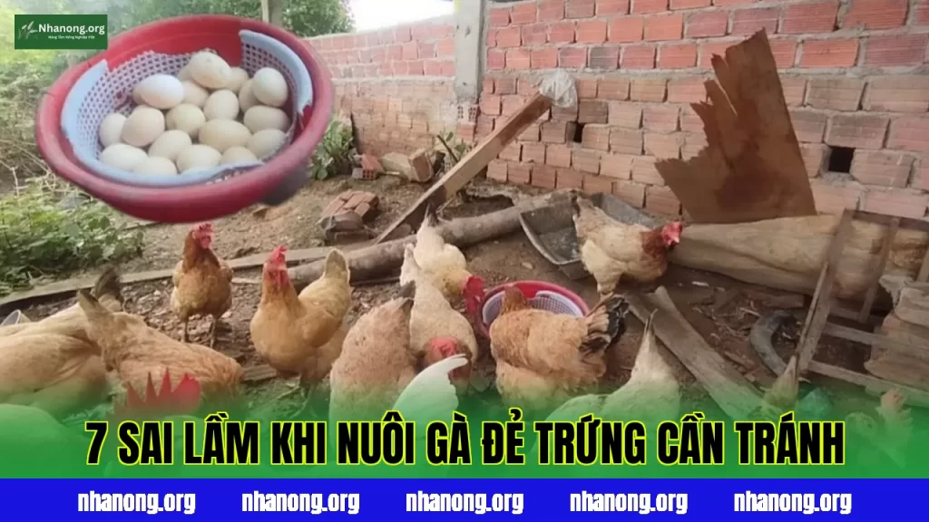 7 Sai Lầm Khi Nuôi Gà Đẻ Trứng Cần Tránh