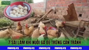 7 Sai Lầm Khi Nuôi Gà Đẻ Trứng Cần Tránh