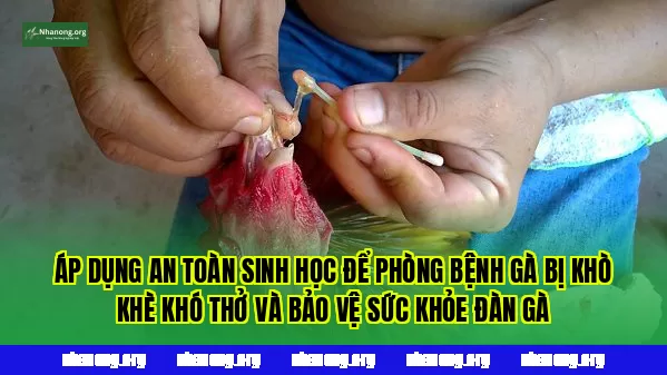 Áp dụng an toàn sinh học để phòng bệnh gà bị khò khè khó thở và bảo vệ sức khỏe đàn gà