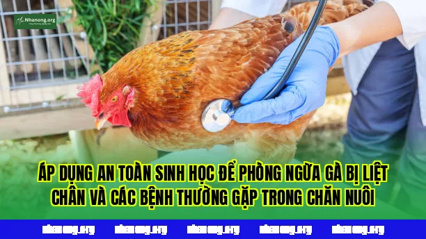 Áp dụng an toàn sinh học để phòng ngừa gà bị liệt chân và các bệnh thường gặp trong chăn nuôi