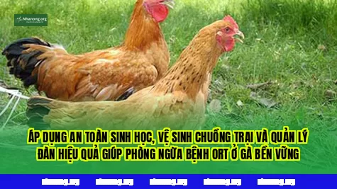 Áp dụng an toàn sinh học, vệ sinh chuồng trại và quản lý đàn hiệu quả giúp phòng ngừa bệnh ORT ở gà bền vững