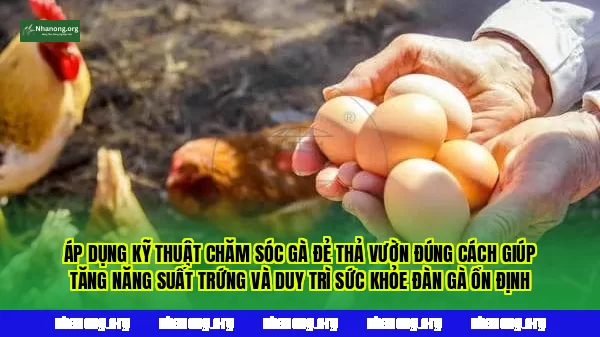 Áp dụng kỹ thuật chăm sóc gà đẻ thả vườn đúng cách giúp tăng năng suất trứng và duy trì sức khỏe đàn gà ổn định