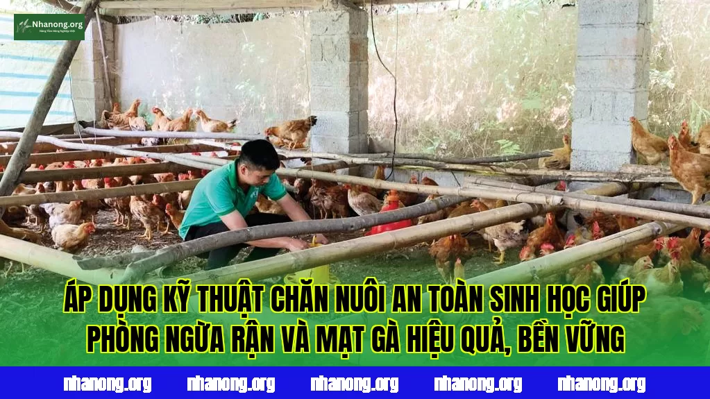 Áp dụng kỹ thuật chăn nuôi an toàn sinh học giúp phòng ngừa rận và mạt gà hiệu quả, bền vững
