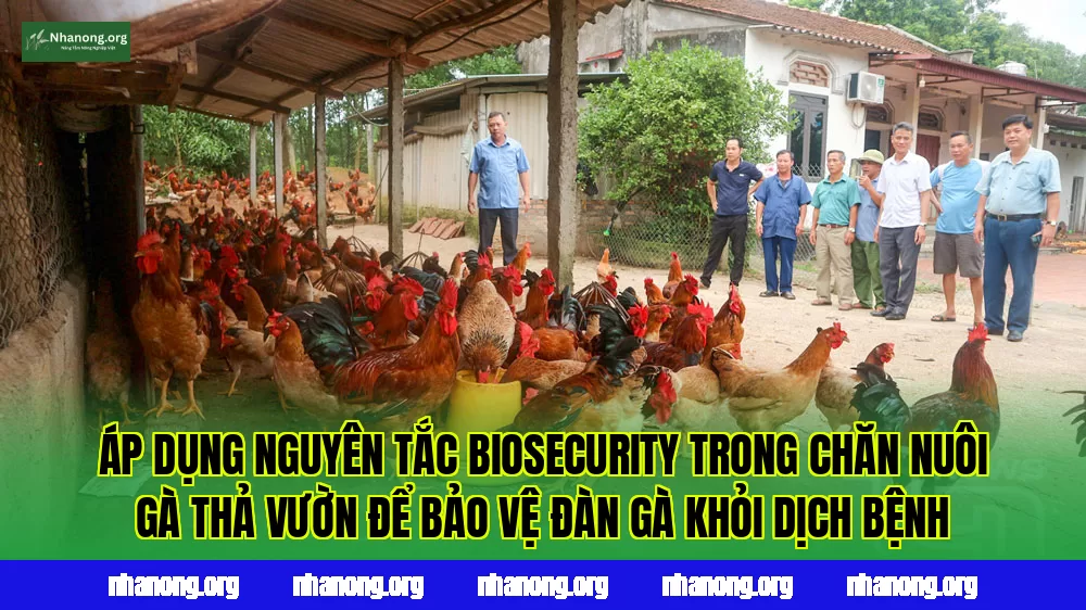 Áp dụng nguyên tắc biosecurity trong chăn nuôi gà thả vườn để bảo vệ đàn gà khỏi dịch bệnh