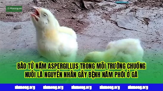 Bào tử nấm Aspergillus trong môi trường chuồng nuôi là nguyên nhân gây bệnh nấm phổi ở gà