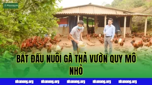 Bắt Đầu Nuôi Gà Thả Vườn Quy Mô Nhỏ