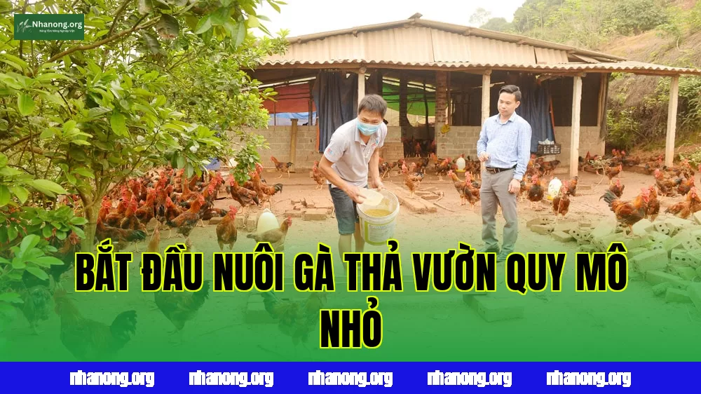 Bắt Đầu Nuôi Gà Thả Vườn Quy Mô Nhỏ