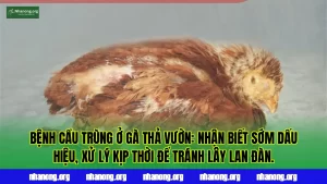 Bệnh cầu trùng ở gà thả vườn: nhận biết sớm dấu hiệu, xử lý kịp thời để tránh lây lan đàn.
