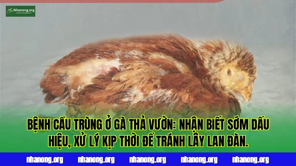 Bệnh cầu trùng ở gà thả vườn: nhận biết sớm dấu hiệu, xử lý kịp thời để tránh lây lan đàn.
