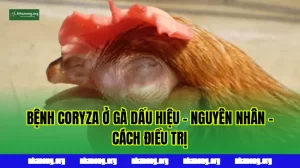 BỆNH CORYZA Ở GÀ DẤU HIỆU - NGUYÊN NHÂN - CÁCH ĐIỀU TRỊ