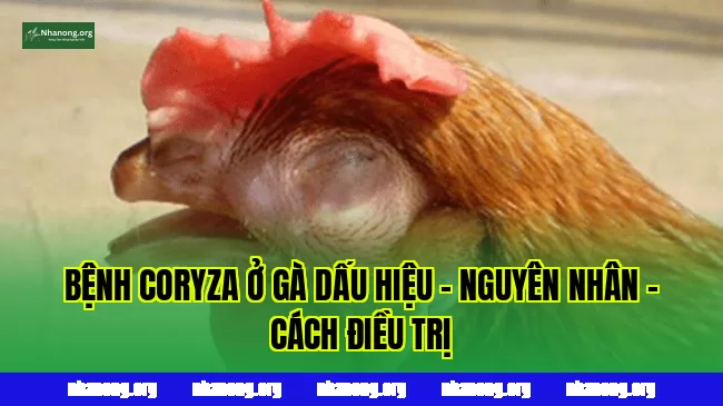 BỆNH CORYZA Ở GÀ DẤU HIỆU - NGUYÊN NHÂN - CÁCH ĐIỀU TRỊ