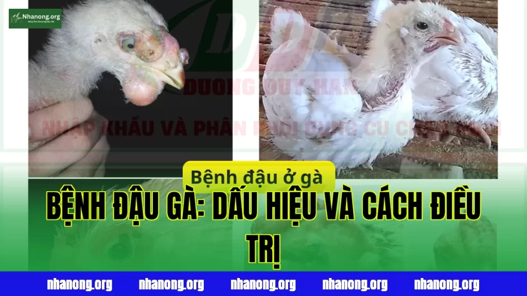BỆNH ĐẬU GÀ: DẤU HIỆU VÀ CÁCH ĐIỀU TRỊ