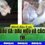 BỆNH ĐẬU GÀ: DẤU HIỆU VÀ CÁCH ĐIỀU TRỊ