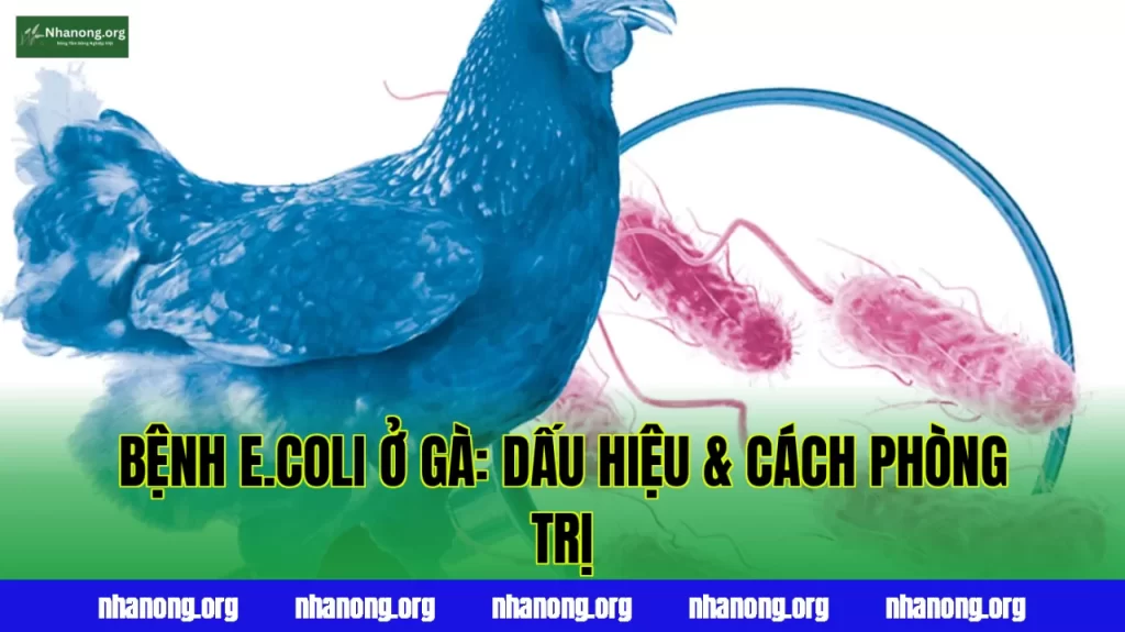 Bệnh Ecoli Ở Gà: Dấu Hiệu, Nguyên Nhân Và Cách Phòng Trị Hiệu Quả