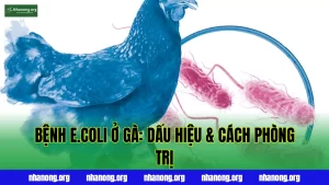Bệnh Ecoli Ở Gà: Dấu Hiệu, Nguyên Nhân Và Cách Phòng Trị Hiệu Quả