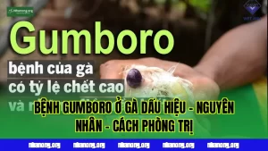 BỆNH GUMBORO Ở GÀ DẤU HIỆU - NGUYÊN NHÂN - CÁCH PHÒNG TRỊ