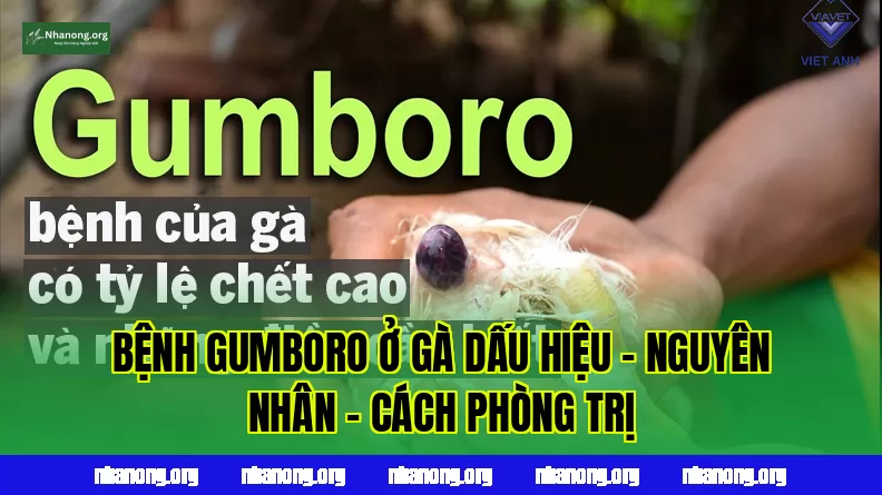 BỆNH GUMBORO Ở GÀ DẤU HIỆU - NGUYÊN NHÂN - CÁCH PHÒNG TRỊ