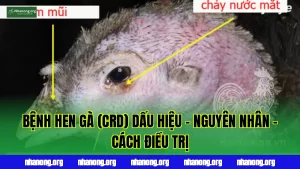 BỆNH HEN GÀ (CRD) DẤU HIỆU - NGUYÊN NHÂN - CÁCH ĐIỀU TRỊ