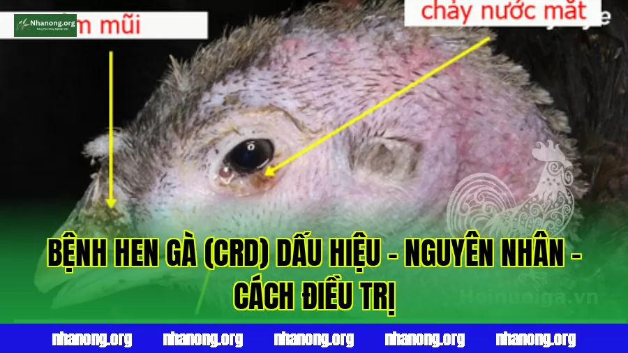 BỆNH HEN GÀ (CRD) DẤU HIỆU - NGUYÊN NHÂN - CÁCH ĐIỀU TRỊ