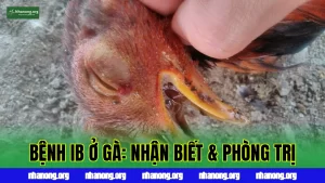 BỆNH IB Ở GÀ: NHẬN BIẾT & PHÒNG TRỊ