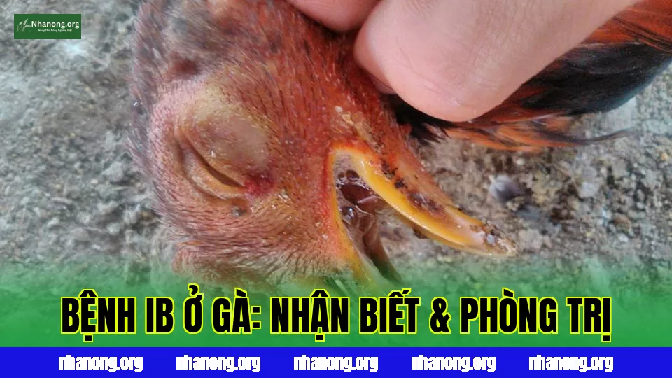 BỆNH IB Ở GÀ: NHẬN BIẾT & PHÒNG TRỊ