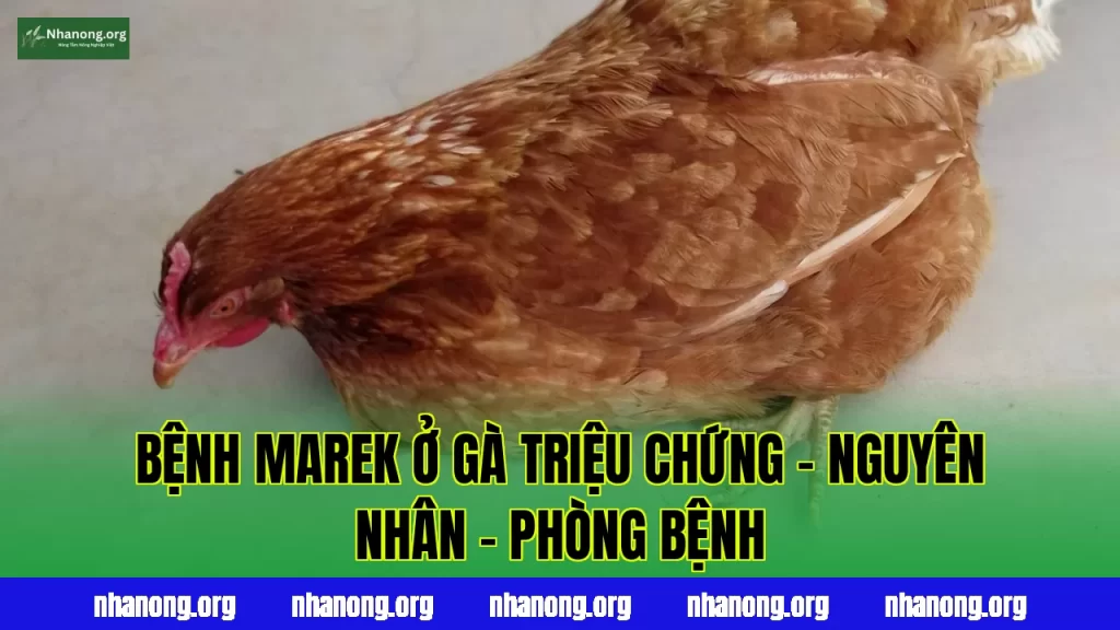 BỆNH MAREK Ở GÀ TRIỆU CHỨNG - NGUYÊN NHÂN - PHÒNG BỆNH