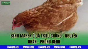 BỆNH MAREK Ở GÀ TRIỆU CHỨNG - NGUYÊN NHÂN - PHÒNG BỆNH