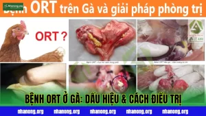 BỆNH ORT Ở GÀ: DẤU HIỆU & CÁCH ĐIỀU TRỊ