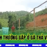 Các Bệnh Thường Gặp Khi Nuôi Gà Thả Vườn