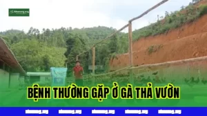 Các Bệnh Thường Gặp Khi Nuôi Gà Thả Vườn