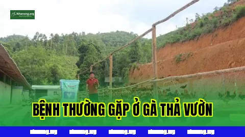 Các Bệnh Thường Gặp Khi Nuôi Gà Thả Vườn