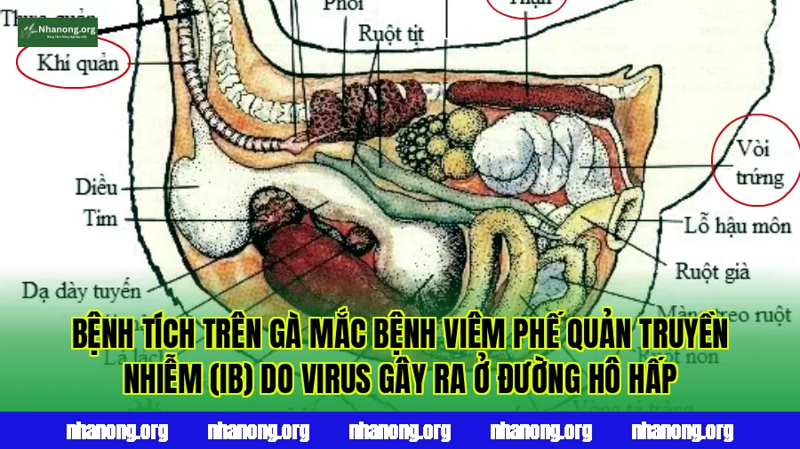 Bệnh tích trên gà mắc bệnh viêm phế quản truyền nhiễm (IB) do virus gây ra ở đường hô hấp