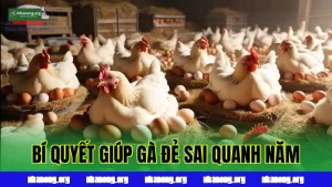 Kinh Nghiệm Nuôi Gà Đẻ Trứng: Bí Quyết Giúp Gà Đẻ Sai Quanh Năm