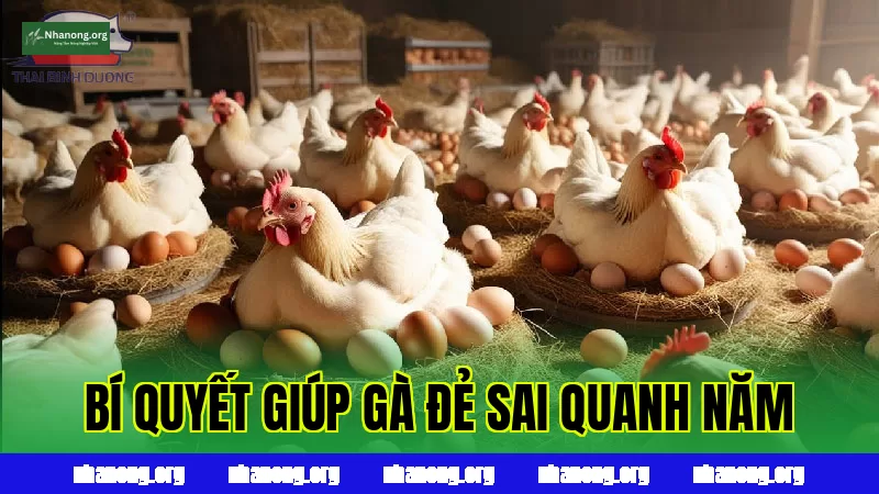 Kinh Nghiệm Nuôi Gà Đẻ Trứng: Bí Quyết Giúp Gà Đẻ Sai Quanh Năm