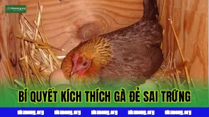 Bí Quyết Kích Thích Gà Đẻ Sai Trứng